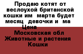 Продаю котят,от веслоухой британской кошки им 2марта будет 1месяц,2девочки и 1ма › Цена ­ 4 000 - Московская обл. Животные и растения » Кошки   